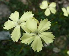 Hvozdík Knapův - Dianthus knappii
