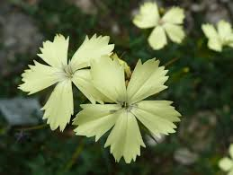 Hvozdík Knapův - Dianthus knappii