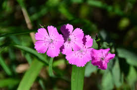 Hvozdík chlumní pravý - Dianthus collinus