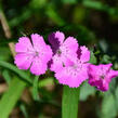 Hvozdík chlumní pravý - Dianthus collinus