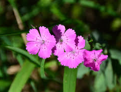 Hvozdík chlumní pravý - Dianthus collinus