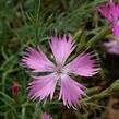 Hvozdík moravský - Dianthus moravicus