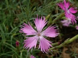 Hvozdík moravský - Dianthus moravicus