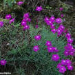 Hvozdík moravský - Dianthus moravicus