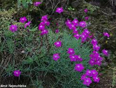Hvozdík moravský - Dianthus moravicus