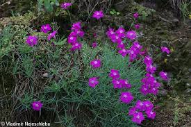 Hvozdík moravský - Dianthus moravicus