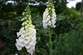 Náprstník červený - Digitalis purpurea f. albiflora