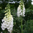 Náprstník červený - Digitalis purpurea f. albiflora