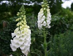 Náprstník červený - Digitalis purpurea f. albiflora