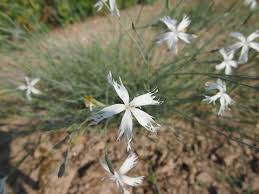 Hvozdík pozdní - Dianthus serotinus
