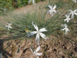 Hvozdík pozdní - Dianthus serotinus