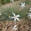 Hvozdík pozdní - Dianthus serotinus