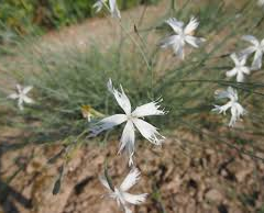 Hvozdík pozdní - Dianthus serotinus