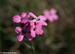 Hvozdík pontederův - Dianthus pontederae