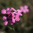 Hvozdík pontederův - Dianthus pontederae