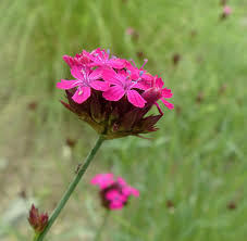 Hvozdík pontederův - Dianthus pontederae