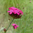 Hvozdík pontederův - Dianthus pontederae