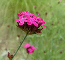 Hvozdík pontederův - Dianthus pontederae