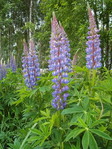 Lupina mnoholistá - Lupinus polyphyllus