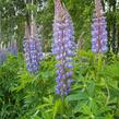 Lupina mnoholistá - Lupinus polyphyllus