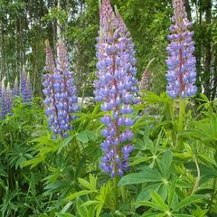 Lupina mnoholistá - Lupinus polyphyllus