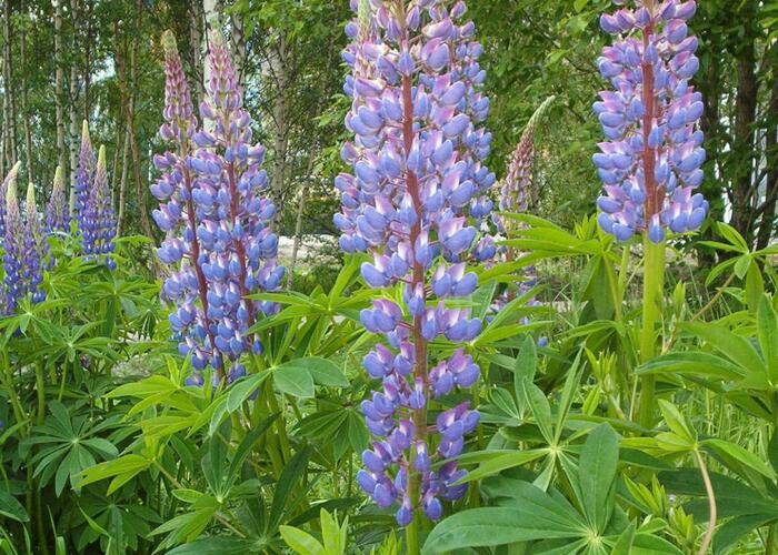 Lupina mnoholistá - Lupinus polyphyllus