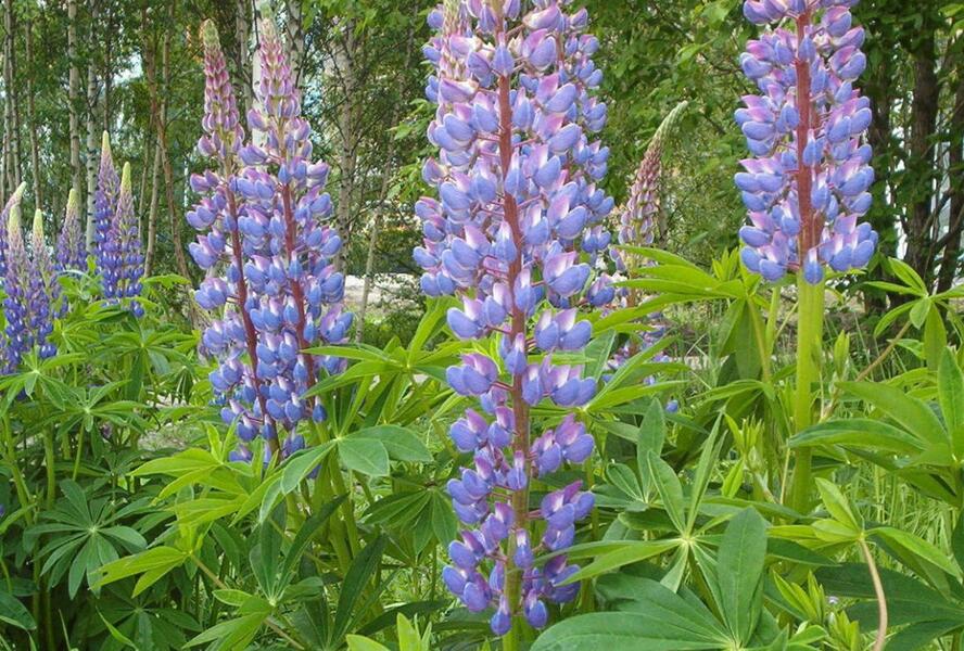 Lupina mnoholistá - Lupinus polyphyllus