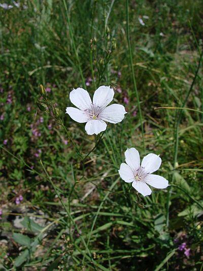 Len tenkolistý - Linum tenuifolium