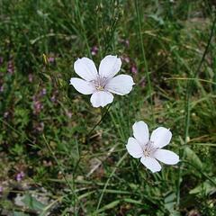 Len tenkolistý - Linum tenuifolium