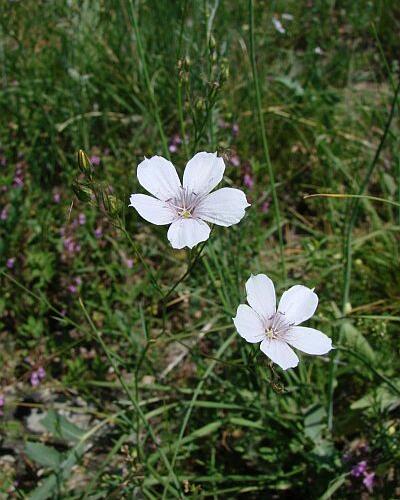 Len tenkolistý - Linum tenuifolium