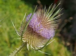 Štětka planá - Dipsacus fullonum