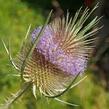 Štětka planá - Dipsacus fullonum