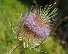 Štětka planá - Dipsacus fullonum