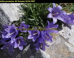 Modroušek řecký - Edraianthus parnassicus