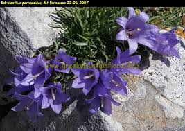 Edraianthus parnassicus - Edraianthus parnassicus