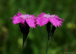 Hvozdík lesní - Dianthus sylvaticus