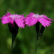 Hvozdík lesní - Dianthus sylvaticus