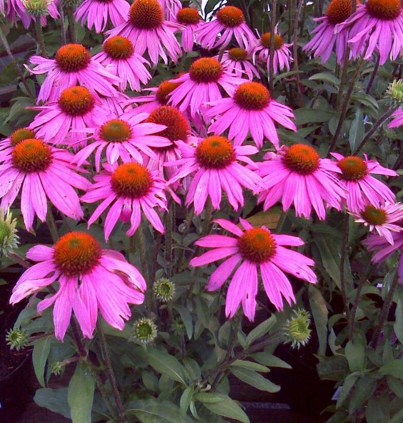 Třapatkovka nachová 'Verbesserte Leuchtstern' - Echinacea purpurea 'Verbesserte Leuchtstern'