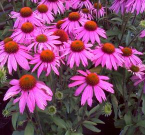 Třapatkovka nachová 'Verbesserte Leuchtstern' - Echinacea purpurea 'Verbesserte Leuchtstern'