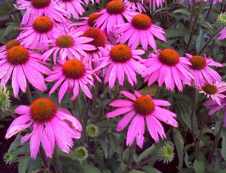 Třapatkovka nachová 'Verbesserte Leuchtstern' - Echinacea purpurea 'Verbesserte Leuchtstern'