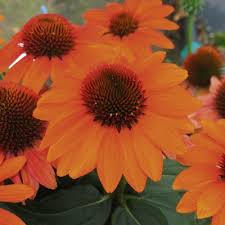 Třapatkovka nachová 'Papallo Compact Deep Orange' - Echinacea purpurea 'Papallo Compact Deep Orange'