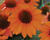 Třapatkovka nachová 'Papallo Compact Deep Orange'