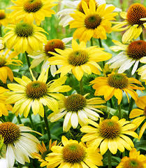 Třapatkovka nachová 'Mellow Yellows' - Echinacea purpurea 'Mellow Yellows'