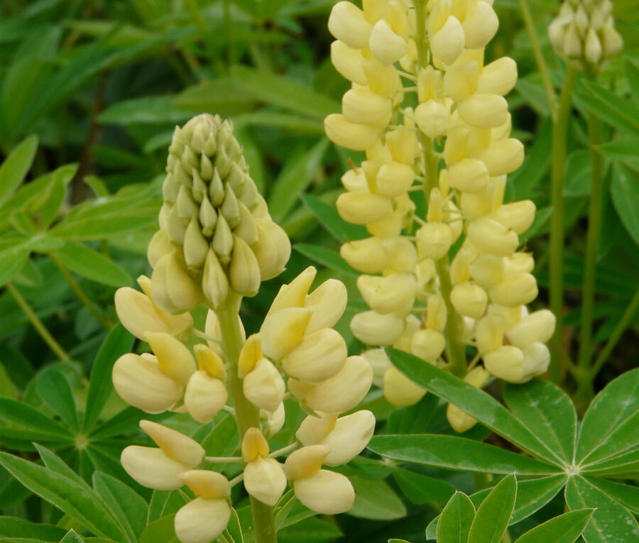 Lupina mnoholistá 'Russel Kronleuchter gelb' - Lupinus polyphyllus 'Russel Kronleuchter gelb'