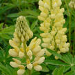 Lupina mnoholistá 'Russel Kronleuchter gelb' - Lupinus polyphyllus 'Russel Kronleuchter gelb'