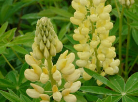 Lupina mnoholistá 'Russel Kronleuchter gelb' - Lupinus polyphyllus 'Russel Kronleuchter gelb'