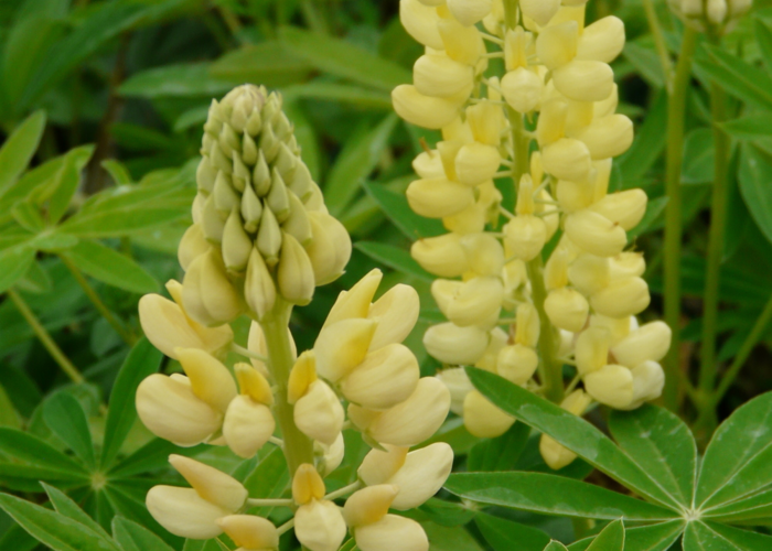 Lupina mnoholistá 'Russel Kronleuchter gelb' - Lupinus polyphyllus 'Russel Kronleuchter gelb'