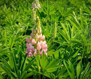 Lupina mnoholistá 'Russel Schlossfrau rosa' - Lupinus polyphyllus 'Russel Schlossfrau rosa'