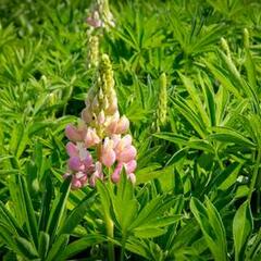 Lupina mnoholistá 'Russel Schlossfrau rosa' - Lupinus polyphyllus 'Russel Schlossfrau rosa'