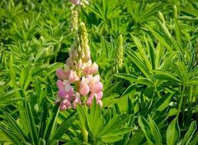 Lupina mnoholistá 'Russel Schlossfrau rosa' - Lupinus polyphyllus 'Russel Schlossfrau rosa'